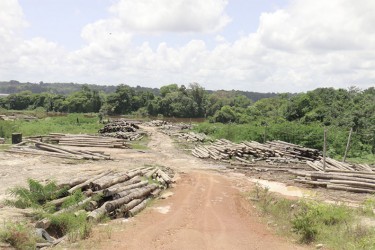 A section of the log yard