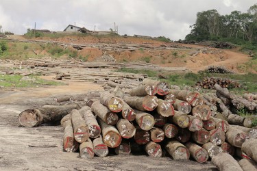 Vaitarna’s log yard at Wineperu, Region 7 on Tuesday. The India-based company continues to export logs but is yet to set up its promised processing plant. (Arian Browne photo)