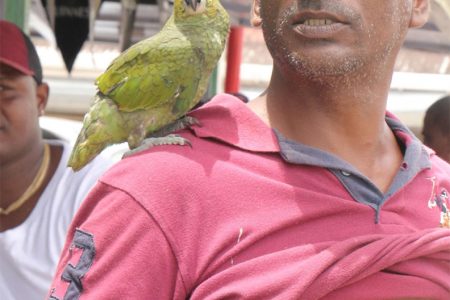 My pet: A man and his pet parrot at Parika.
