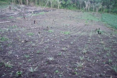 The early stages of the pineapple farm at Wauna (GINA Photo)
