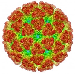 Chikungunya virus: An electron cryomicroscopy reconstruction of the virus taken from the Electron Microscopy Data Bank.  
