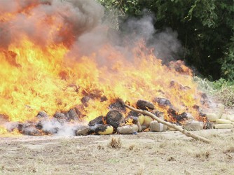 The Customs Anti-Narcotics Unit (CANU) yesterday destroyed over two tonnes of cocaine and marijuana, with an estimated worth of over US$30 million, seized over the past two years. See story on centre pages. (Photo by Arian Browne) 