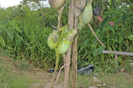 Maltreatment of wildlife: Iguanas trussed up and hanging from a pole for sale in Support, EBD, yesterday (Photo by Arian Browne) 