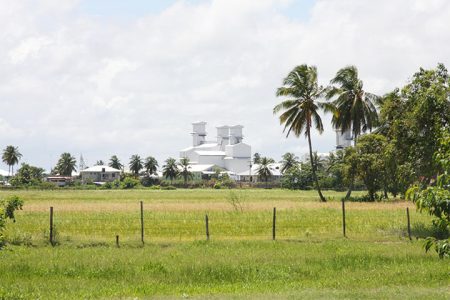 An Essequibo rice mill with rice field in front