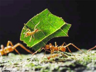 Leaf cutter ants  Photo copyright Andrew Snyder