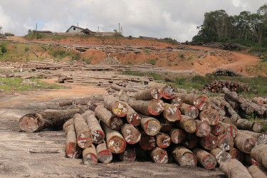 Vaitarna’s log yard at Wineperu, Region 7 on Tuesday.  The India-based company continues to export logs but is yet to set up its promised processing plant. (Arian Browne photo)