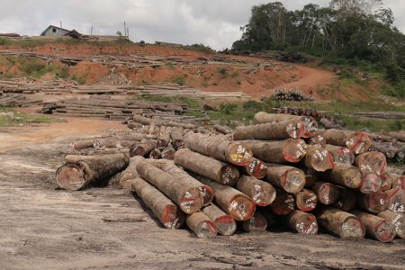 Another view of Vaitarna’s log yard at Wineperu on Tuesday.  The India-based company continues to export logs but is yet to set up its promised processing plant. (Arian Browne photo)