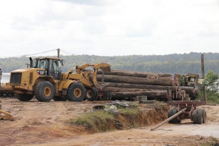 Machinery in operation at Vaitarna’s log yard at Wineperu on Tuesday.  The India-based company continues to export logs but is yet to set up its promised processing plant. (Arian Browne photo)