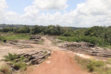 A view of a section of Vaitarna’s logyard at Winiperu on Tuesday.  The India-based company continues to export logs but is yet to set up its promised processing plant. (Arian Browne photo)
