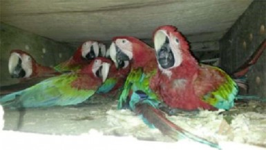 Macaws cramped during their long journey (Ministry of Natural Resources photo) 