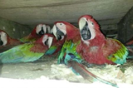 Macaws cramped during their long journey (Ministry of Natural Resources photo)