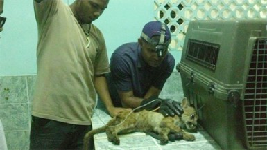 The young puma being inspected by EPA workers. (Ministry of Natural Resources and the Environment photo) 