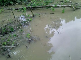 The contaminated Kaituma creek
