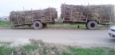 Burnt cane being transported along the access road 