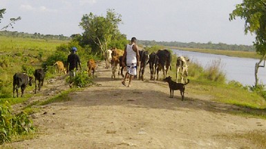 Two men walking their cattle along the conservancy dam 