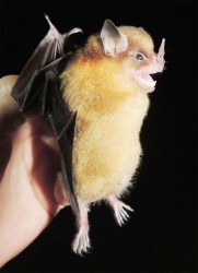 Yellow-Shouldered Bat (Photo By Matt Hallett) 