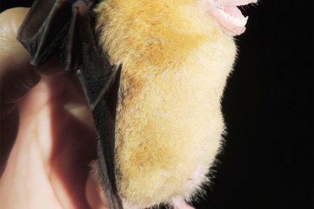 Yellow-Shouldered Bat
(Photo By Matt Hallett)
