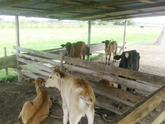 A few of the cows owned by Khemraj Mahadeo 