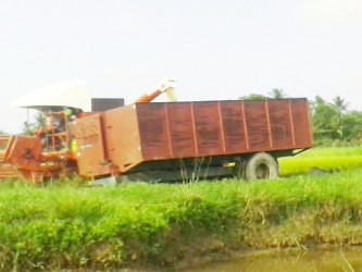 Paddy being transferred into a trailer which would later be transported to the rice mills. 