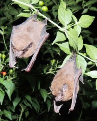 Sheath-tailed Bats  (Photo by Matt Hallett)