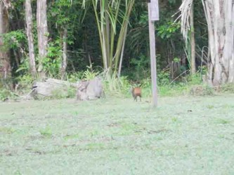 Call of the wild: An agouti scampering away at the Rewa Eco-lodge 