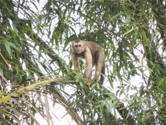 Wedge Capped or Weeper Capuchin (Photo by Matt Hallett)