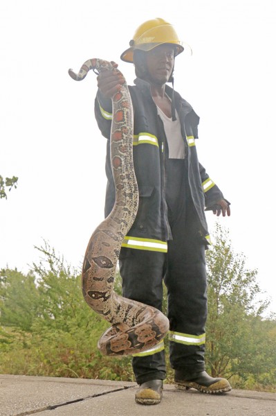An unexpected catch: This firefighter found a camoudie at the Kitty seawall on Saturday while putting out a grass fire.
