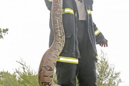 An unexpected catch: This firefighter found a camoudie at the Kitty seawall on Saturday while putting out a grass fire.