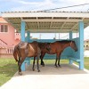 Getting out of the sun! In the sweltering heat yesterday, these two horses sought shade in a bus shed at Zeelugt, West Coast Demerara. (Photo by Arian Browne)