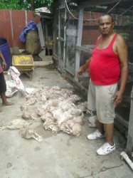  Farmer Sahadeo pointing to some of his dead chickens after flood 