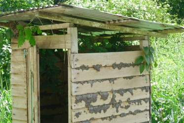 The pit latrine with vines and wood ants nests 