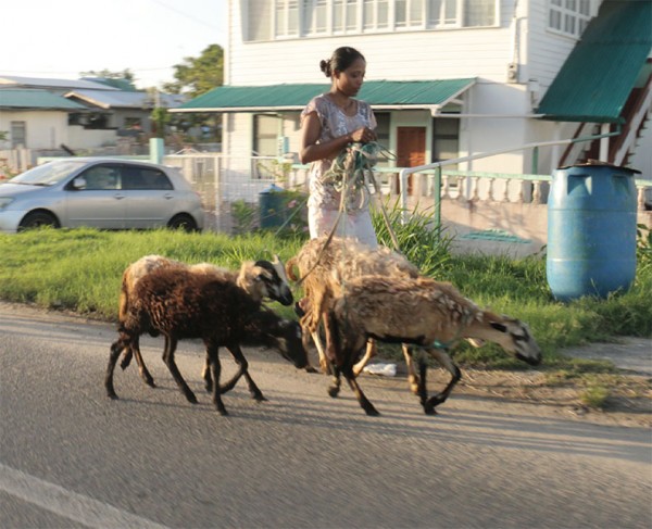 Taking no chances: This woman was seen walking her sheep home using ropes along the West Coast Demerara road at Vreed-en-Hoop on Saturday. Animals wandering on the roadways have been the cause of numerous accidents. (Photo by Arian Browne)