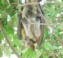 African fruit bat 