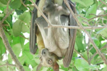 African fruit bat
