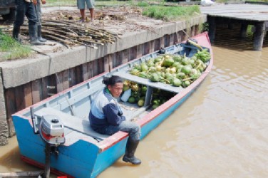 A worker sits in a boat that had just brought in coconuts from Lokenauth’s farm 
