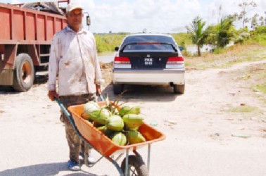 Kissoon ‘Kishore’ Lokenauth taking some of the coconuts home 