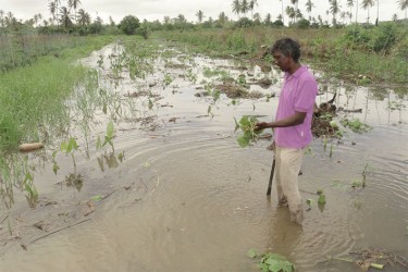 A farmer laments his loss after Hope Estate became swamped in floodwater. (Photo by Arian Browne) 