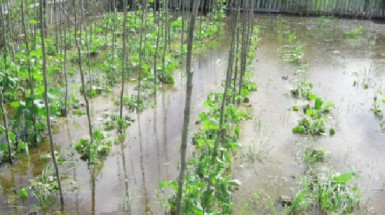 A portion of Datadin’s flooded bora. 