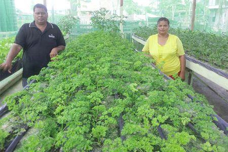 Ramdatt Persaud and his wife Marlene in their greenhouse. 