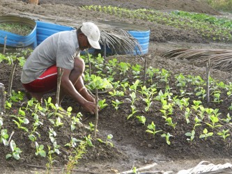  Simbuduath Harricharran has a kitchen garden 