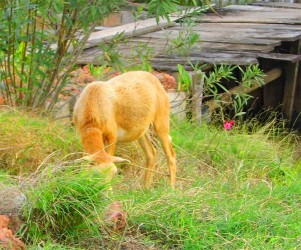 Baa… this sheep was enjoying an afternoon snack