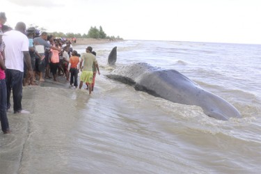 A crowd looks on at the dead Sperm Whale on the Kitty Seawall. 