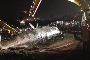 The sperm whale about to be pushed and pulled last evening as hundreds of spectators looked on.