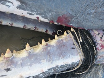 Whale beached at Kitty foreshore, with fishing net in mouth 