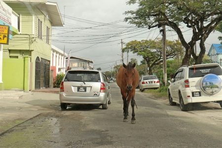 Traffic cop? This horse stood in the centre of South Road yesterday forcing vehicles to drive around it. (Photo by Arian Browne)