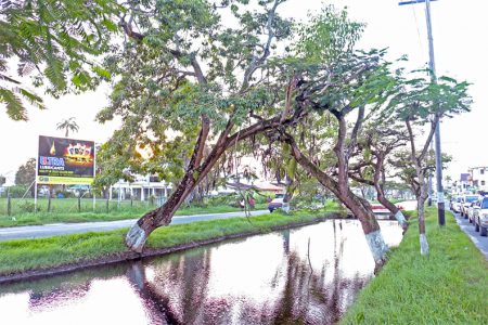 Nature’s way: Two trees on opposite sides of the South Road canal are linked by their uppermost branches and appear to be supporting each other. (Photo by Arian Browne)