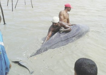 Residents trying to get the whale into deeper waters yesterday after it washed up on the foreshore.  