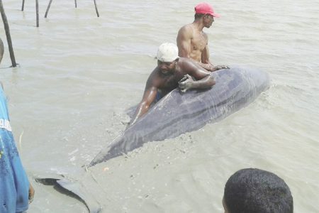 Residents trying to get the whale into deeper waters yesterday after it washed up on the foreshore.

