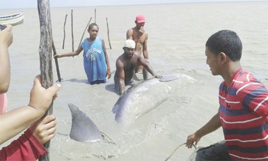 Residents trying to get the whale into deeper waters 