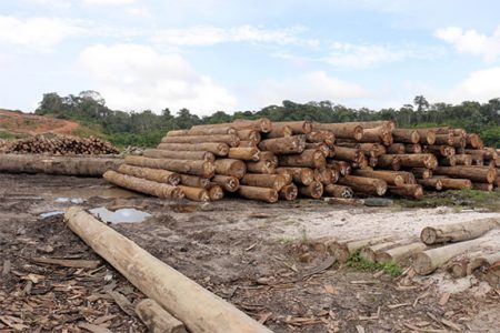  A pile of logs in Vaitarna’s compound on Thursday.
